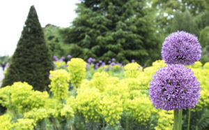 Alliums and euphorbia, Kew Gardens in spring